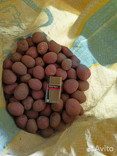 Семенной картофель шарвари пирошка