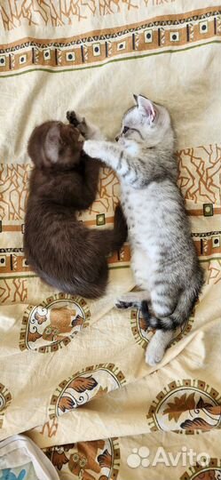 Шотландские котята