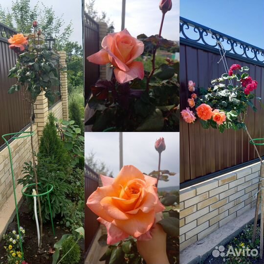 Роза на штамбе