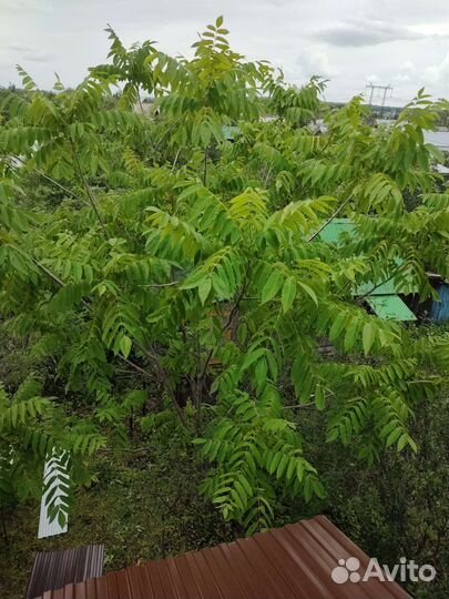 Манчжурский орех саженцы