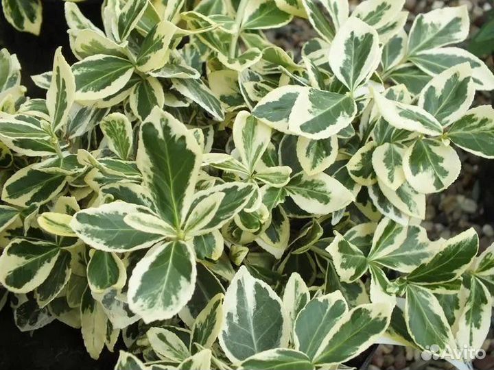 Бересклет форчуна