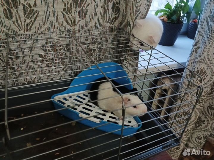 Морская свинка