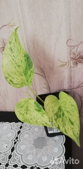 Сингониум, бегонии