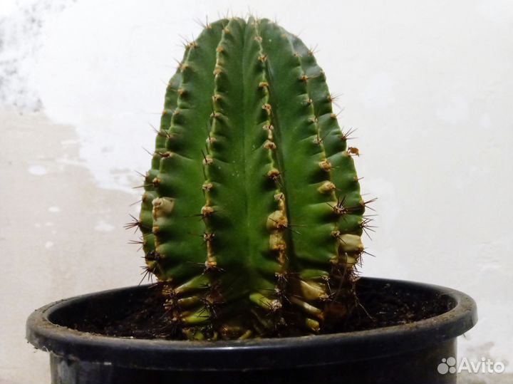 Кактус большой