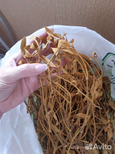 Трава омелы белой