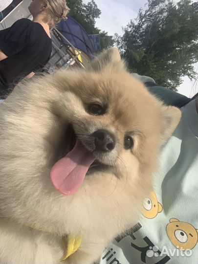 Померанский шпиц