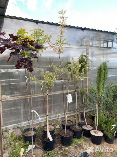 Штамбовые растения