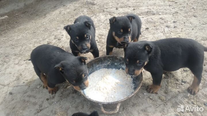 Австралийский келпи