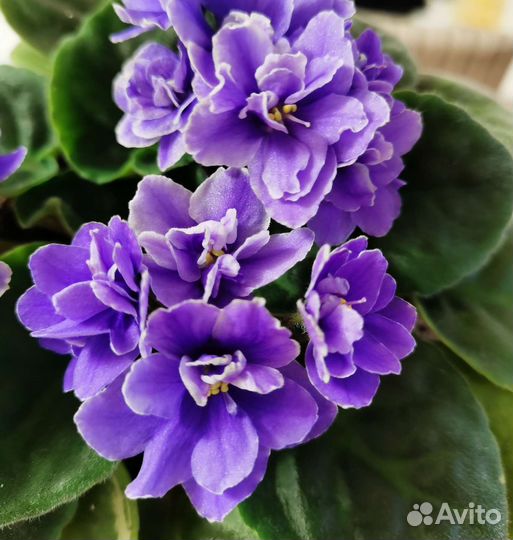 Фиалка blue dragon и ле морская поэма