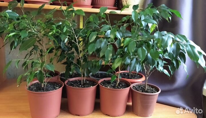 Продам цветы комнатные