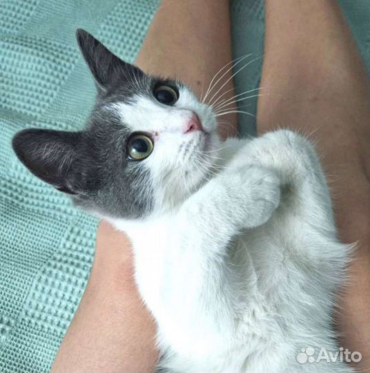 Очень ласковый котенок- девочка., 6 месяцев
