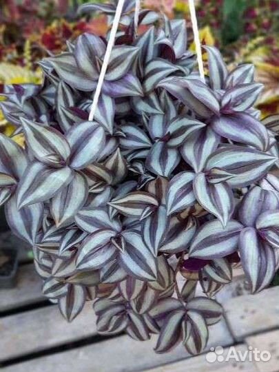 Традесканция, коллизия