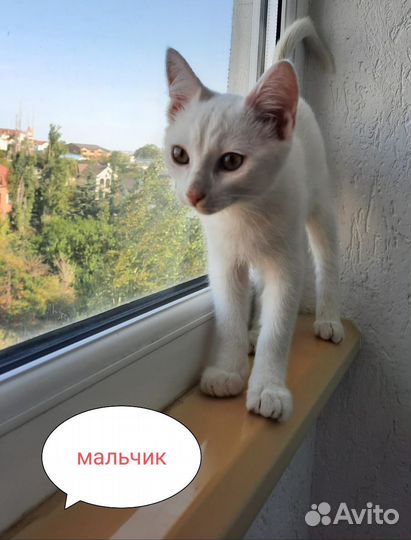 Котята ищут дом