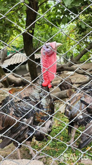 Домашняя птица