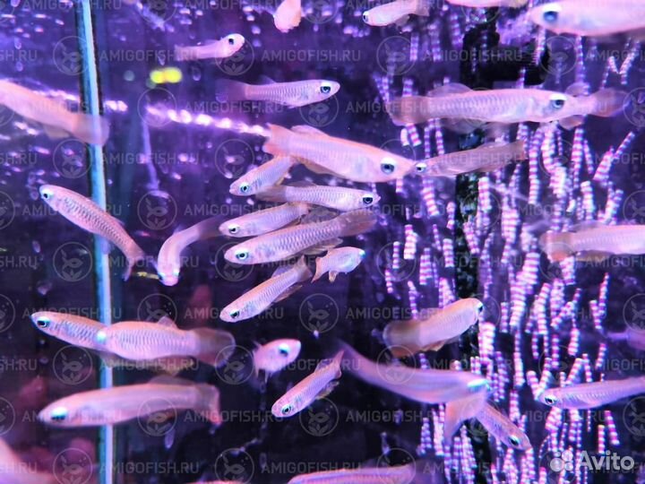 Аплохейлихтис Нормана или Голубоглазка Нормана (A