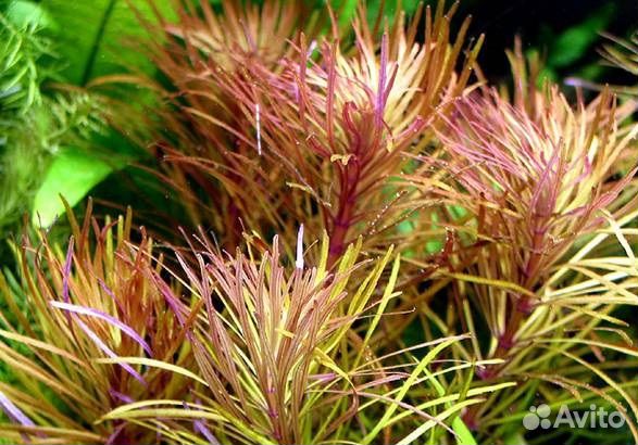 Эустралис звездчатый (Eustralis stellata)