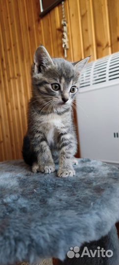 Милые котята
