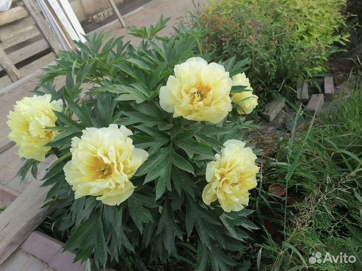 Пион Бартзелла