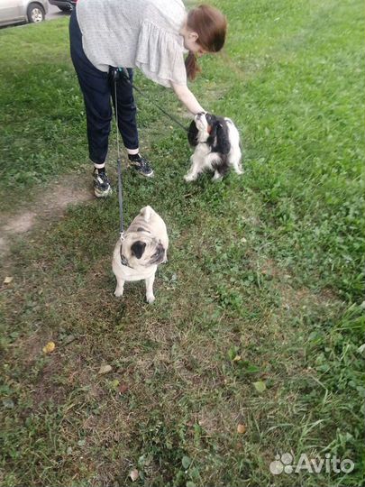 Домашняя индивидуальная передержка животных