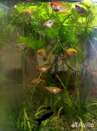 Аквариумные рыбки и растения