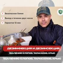 Уничтожение клопов, тараканов, блох Дезинфекция