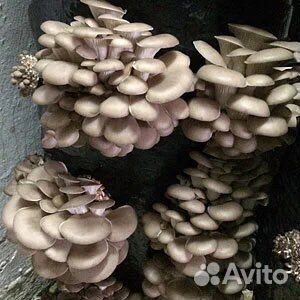 Грибы мицелий