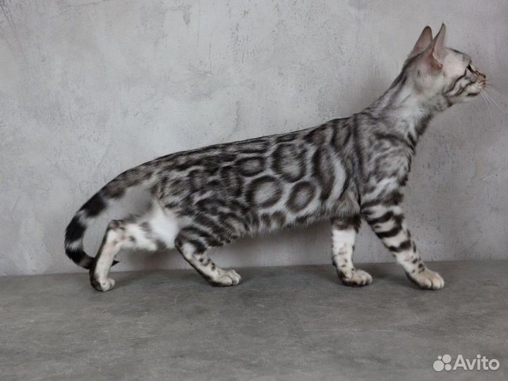 Бенгальская серебрянная кошечка