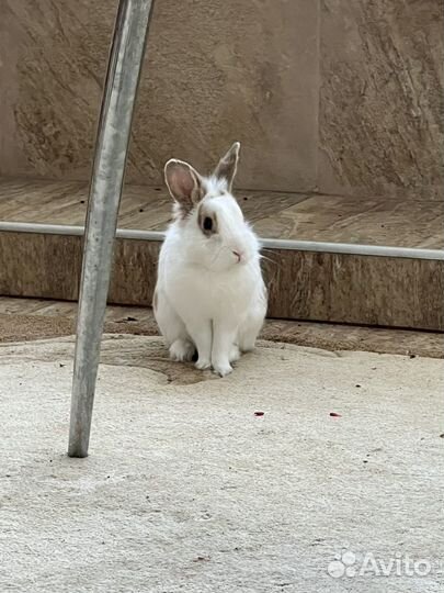 Кролик на вязку