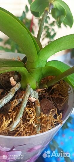 Орхидея фаленопсис Мадонна