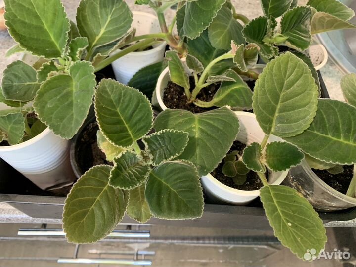 Глоксиния махровая