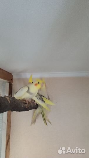 Попугай корелла