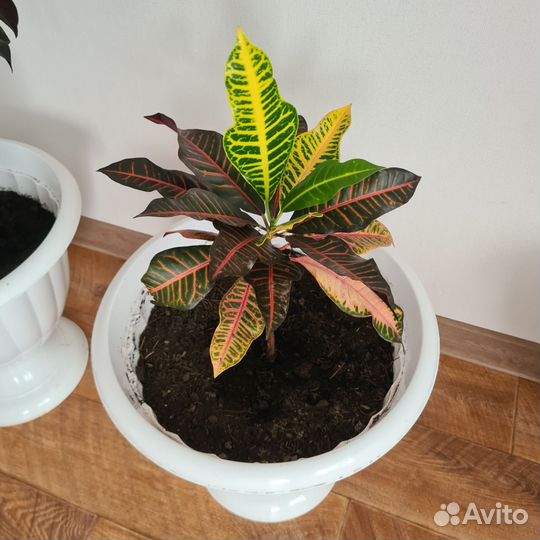 Кротон тайский