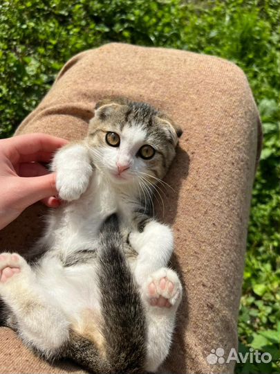 Вислоухий котенок, девочка. Добрые руки