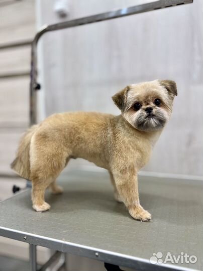 Уход за животными, груминг, стрижка животных