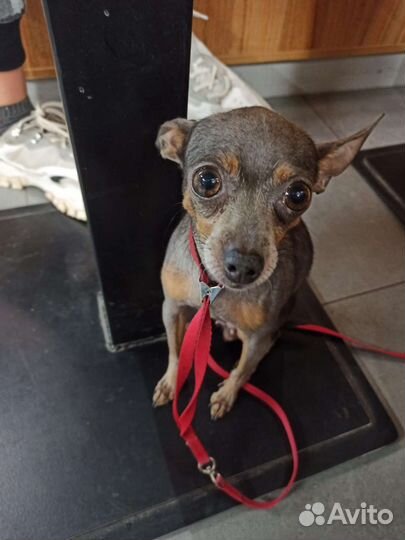 Русский той-терьер