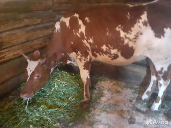 Айширская телка