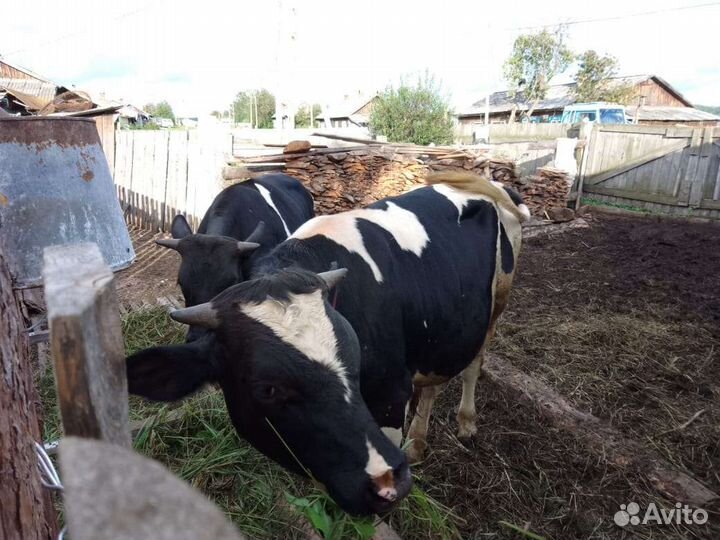 Быки на мясо