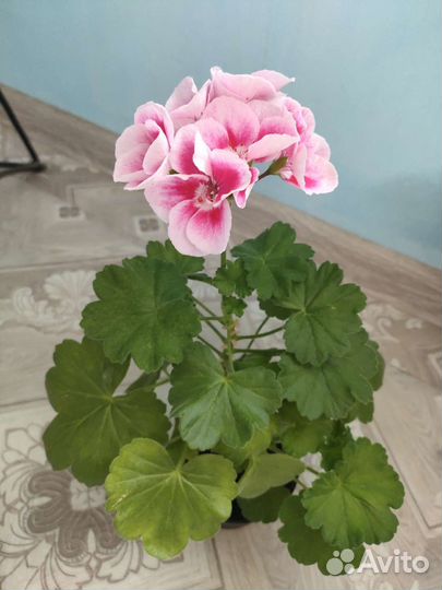 Герани цветущие