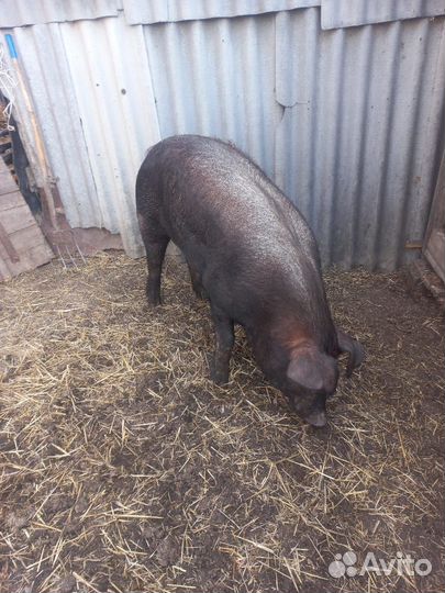 Хряк на племя