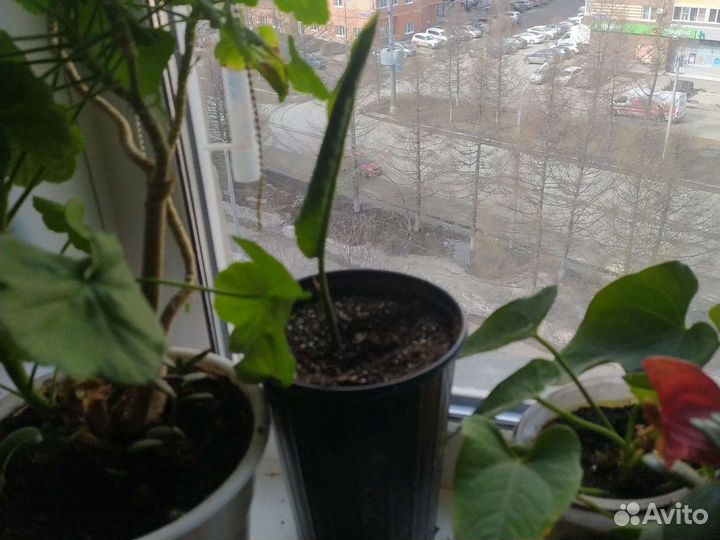 Спацифилум