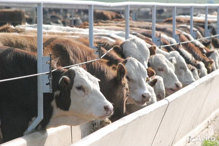 Комбикорм для откорма Бычков