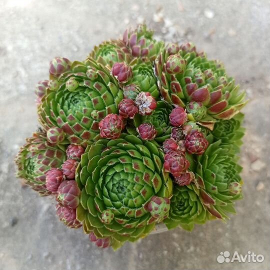 Молодила. Садовые суккуленты