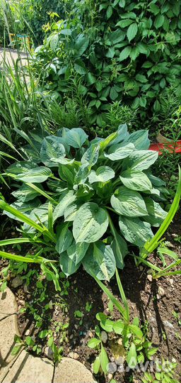 Хосты много сортов