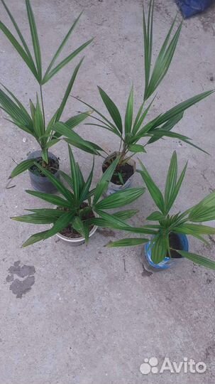 Пальмы Трахикарпус и финик канарский