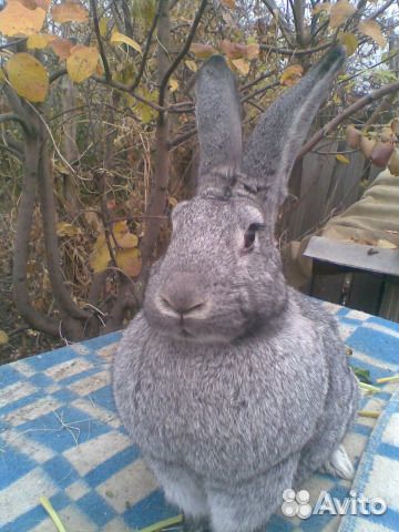 Самцы и самки 5-6 месячные