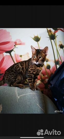 Бенгальские котята
