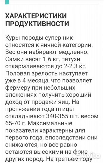 Цыплята несушки Супер Ник