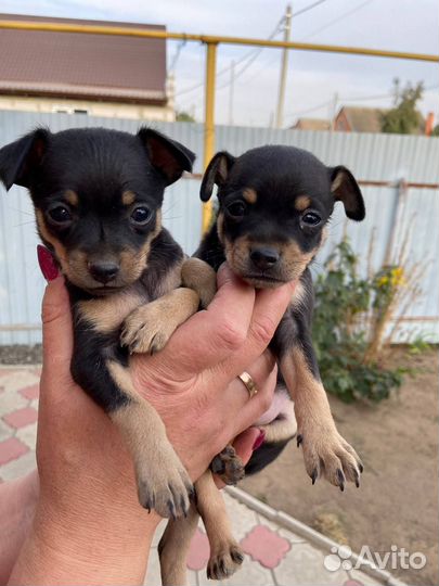 Продаются щенки русского той-терьера(низкорослый)