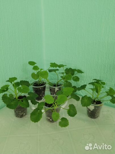 Кампанула махровая