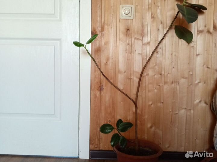 Фигусы каучуковый разной высоты